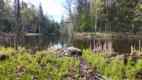 Beautiful lake in the forest in early spring. Slowmotion Stock Footage 337784311