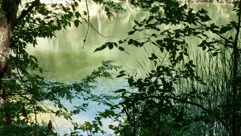 Beautiful lake in the forest. Stock Footage 90567718