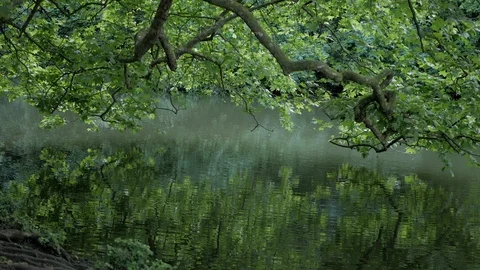 Beautiful Lake in a Forest with the reflection of Trees Video stock 91049075