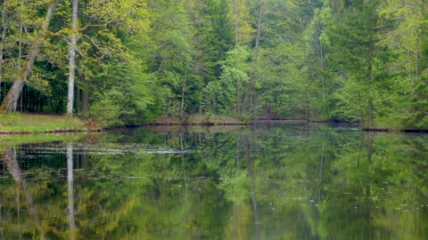 Beautiful lake in the spring forest Stock Footage 197159626