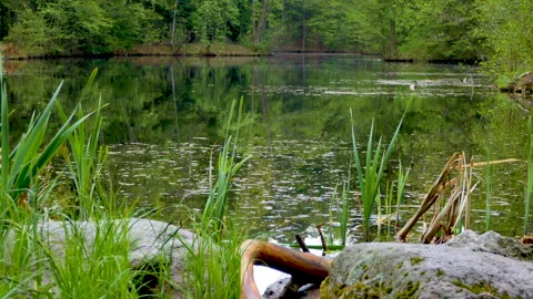 Beautiful lake in the spring forest Stock-Footage 197159675