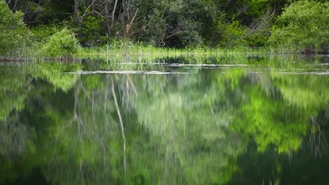 Beautiful lake in summer forest. Stock Footage 196415926