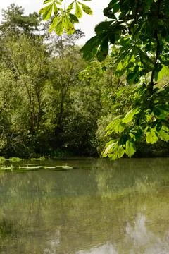 Beautiful lake in the summer Stock Photos