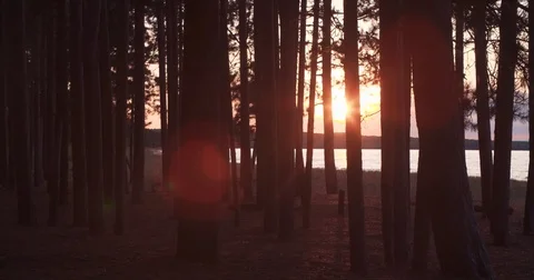 Beautiful Lake Sunset Shadows Through Trees Static Stock Footage 71328992