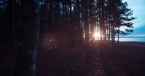 Beautiful Lake Sunset Shadows Through Trees Pan Right Stock Footage 71329019