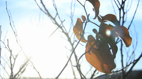 Beautiful Lake Sunset Through Tree Branches and Leaves Blowing in the Wind Stock Footage 34499582