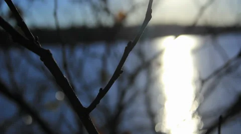 Beautiful Lake Sunset Through Tree Branches and Leaves Blowing in the Wind Stock Footage 34499634
