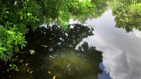 Beautiful Lake with Trees Reflections 4K Video Stock Footage 317626633
