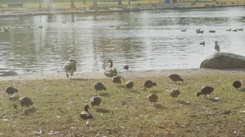 Beautiful Lake View with Ducks 3 Stock Footage 45885918
