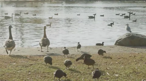 Beautiful Lake View with Ducks 4 Stock Footage 45885863