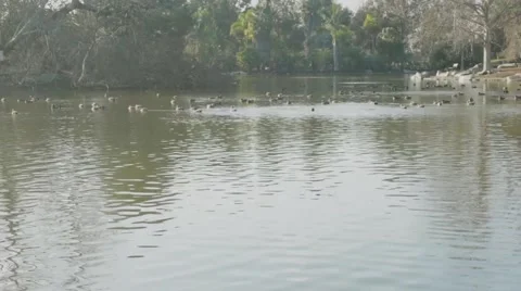 Beautiful Lake View with Ducks Stock Footage 45885903