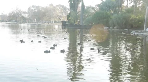 Beautiful Lake View with Ducks Stock Footage 45918932