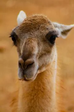 Beautiful lama looking at the camera Stock Photos