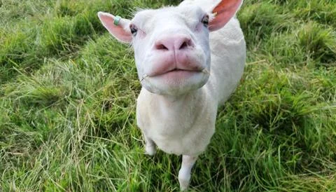 Beautiful lamb close up Foto stock