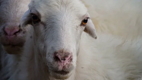 Beautiful lamb looking at the camera Video stock 80362323