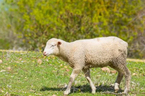 Beautiful lamb Foto stock