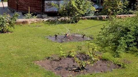 Beautiful landscape with automatic sprinkler spraying watering the lawn in the Stock Footage 117777870