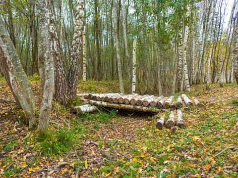 Beautiful landscape in the autumn forest. Birch log bridge Stock Photos