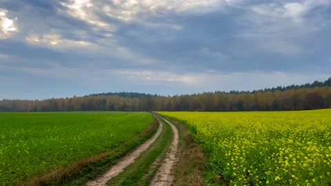 Beautiful landscape with blooming rape field and sandy road. Stock Footage 220151067