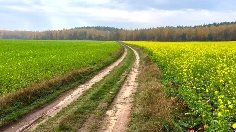 Beautiful landscape with blooming rape field and sandy road. Stock Footage 220151104