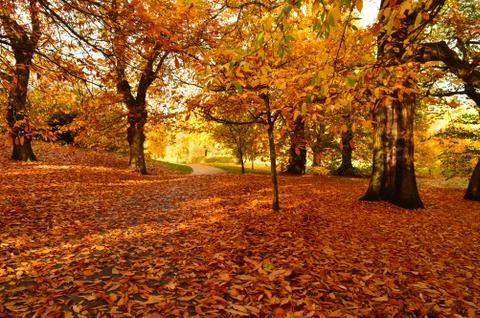 Beautiful landscape with brown surface of fallen leaves suitable for a wallpaper Stock Photos