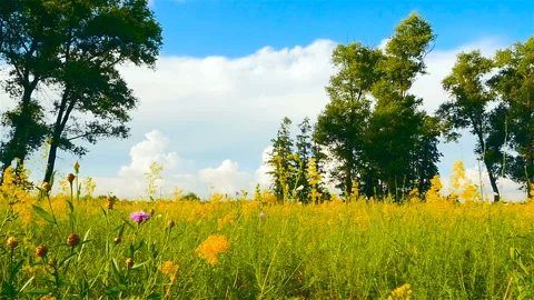 Beautiful landscape. Camera in motion Stock Footage 96388416