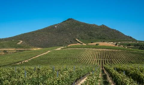 Beautiful landscape of Cape Winelands, wine growing region in South Africa Stock Photos