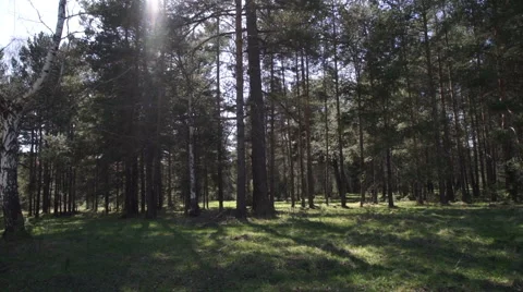 Beautiful landscape with dense forest in spring Видео 63078090