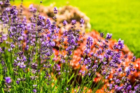 Beautiful landscape design Stock Photos