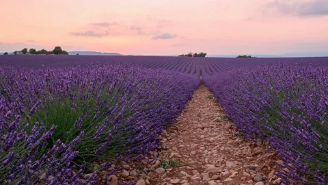Beautiful landscape with endless rows of blooming lavender flowers in a scented Stock Footage 102152504