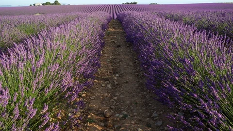 Beautiful landscape with endless rows of blooming lavender flowers in a scented Stock Footage 106664472