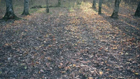 Beautiful landscape with fallen foliage, sunlight falls to the ground through Stock Footage 124227472