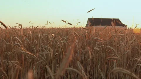 Beautiful landscape of a field with spikelets during sunset time. Hd Stock Footage 157879153