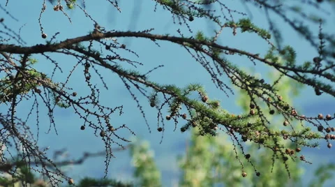 Beautiful landscape in the forest on a background of lake Stock Footage 65365035