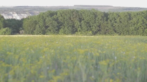 Beautiful landscape of the forest in the daytime Video stock 89922854