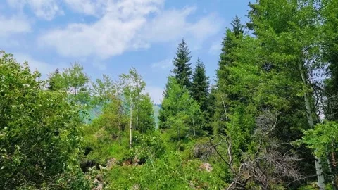 Beautiful Landscape In The Forest  Stock Footage 287317492