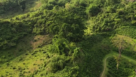 Beautiful landscape of forest trees on hillocks with tea garden and hill path Stock Footage 340908593