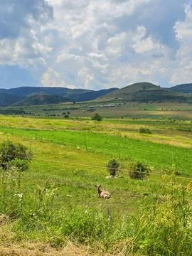 Beautiful landscape with green grass fields Photos