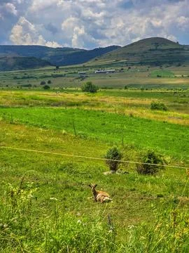 Beautiful landscape with green grass fields Stock Photos