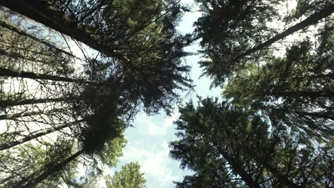Beautiful landscape of green pine forest in the mountains. Nature is at peace Stock Footage 218440623