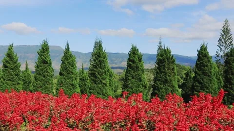 Beautiful landscape on hill Stock Footage 208237700