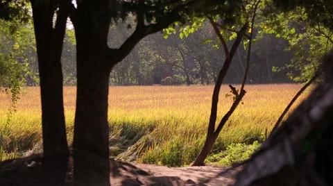Beautiful landscape in India Stock Footage 49321748