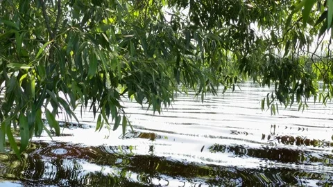 Beautiful landscape, lake, tree branches, the sun reflects on the water and tree Stock Footage 221096867