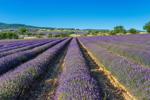 Beautiful landscape of lavender fields 写真素材