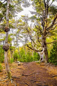 Beautiful landscape of lenga forest, mountains and lagoon at Tierra del Fuego Stock Photos