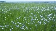 Beautiful Landscape Of Linen Field Or Flax (Linum Usitatissimum) In The Provance Stock Footage