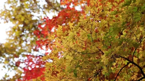 Beautiful landscape with magic autumn trees and fallen leaves Stock Footage 72343559