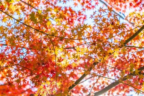 Beautiful landscape with maple leaf tree in autumn season Stock Photos