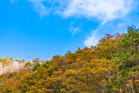 Beautiful landscape with maple leaf tree in autumn season Stock Photos