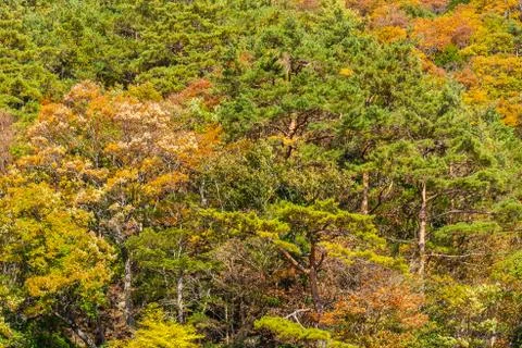 Beautiful landscape with maple leaf tree in autumn season Stock Photos